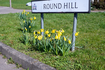 Daffodils growing underneath a street sign