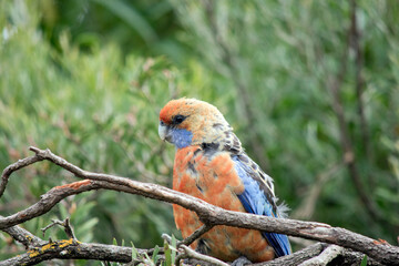 this is a close up of an Adelaide rosella