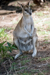 the agile wallaby is standing on its hind legs