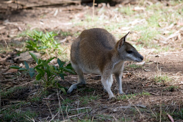 the agile wallaby is searching for food