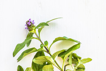 Fototapeta premium Prunella vulgaris, self-heal, carpenter's herb purple flower tincture on white background ready for drying and making tea and infusions. Useful herb for use in cosmetology and alternative medicine