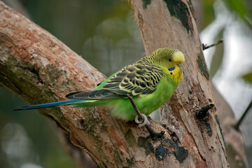 the budgie is perched on a tree limb