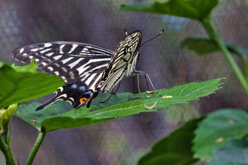 view from behind of a swallowtail butterfly resting on a green leaf.