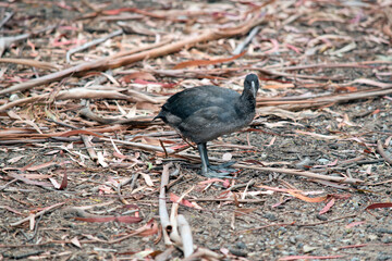 this is an eurasian coot chick
