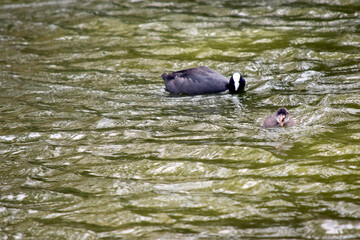 the Eurasian coot is swimming with its chick