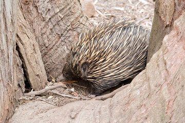 the echidba is looking for food in the tree