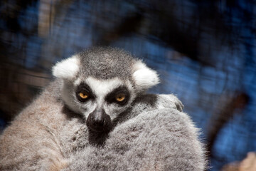 this is a close up of a ring tail lemur
