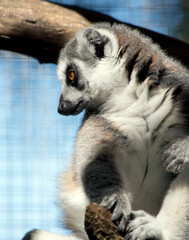 this is a close up of a ring tail lemur