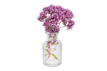 Oregano, Collect valuable flowers Origanum vulgare from moment of flowering, and start drying. clear bottle isolated on white background. Alternative medicine. Herbal concept, Clipping mask