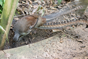 Naklejka na ściany i meble the lyre bird is digging looking for food
