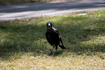 the magpie is a black and white bird