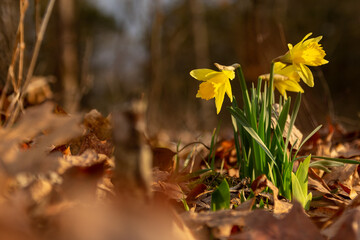yellow daffodils in the woods
