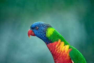 this is a side view of a  rainbow lorikeet