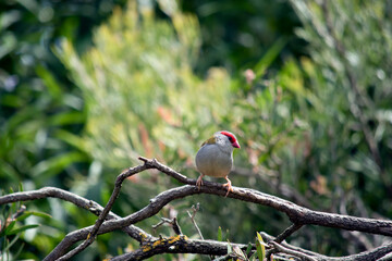 the red browed finch is perched on a branch