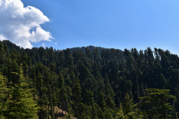 Scenery of clear mountain valley of deodar ( himalayan cedar) trees in himachal pradesh, India