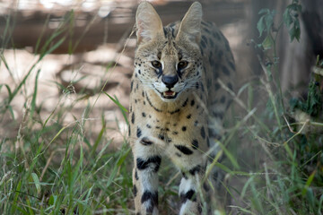 the serval is an African cat