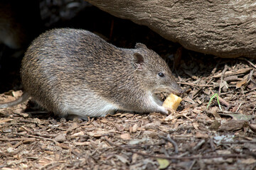 this is a side view of a Southern brown bandicoot