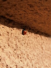 ladybug on a wall