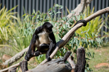 the spider monkey is resting on a tree branch