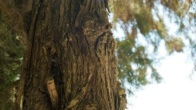 Tilt shot of tree trunk with copy space. 