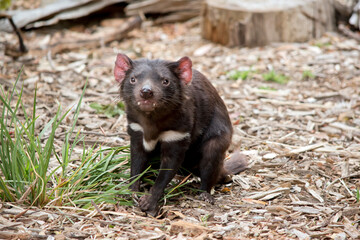 the Tasmanian Devil is a carnivore  they are extremely vicious