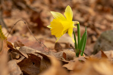 yellow daffodils in the woods