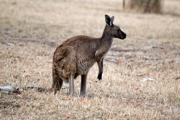 this is a side view of a  western kangaroo