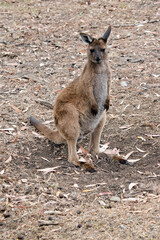 this is a male western grey kangaroo joey