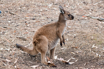 this is a male western grey kangaroo joey