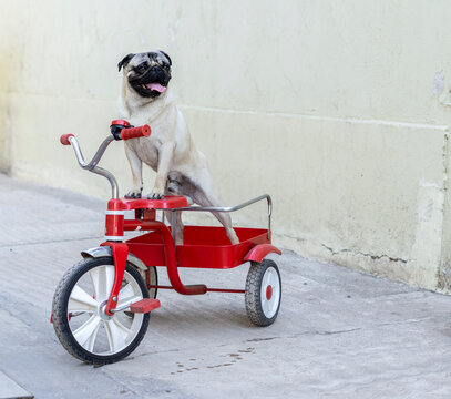 dog pug triciclo diversion mascotas cachorro 
