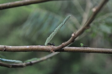 branch with ants
