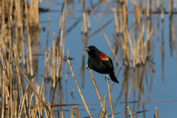 Red-winged blackbird clinging to a cattail in a wetland. 
