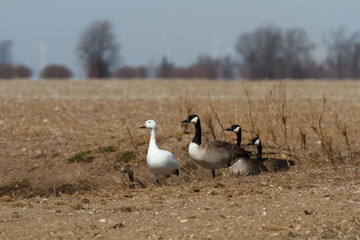 Snow Goose mixed with a flock of Canada Geese next to a pond in a farm field during migration. 