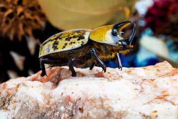 rhinoceros beetle walking on stone