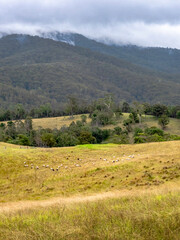 Fototapeta premium Burragate Hills Layered vert