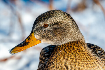 Ducks in  the river in winter 
