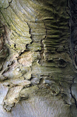 close up of peeling bark with cracks on an old beech tree