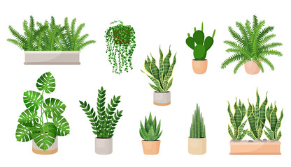 Set of houseplants - cactus, haworthia, zamioculcas, monstera, sansevieria, fern, succulent in a pots. Vector illustration isolated on white background. Trendy home decor with plants, urban jungle.