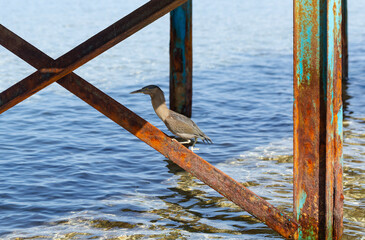 Naklejka premium Striated heron (Butorides striata) also known as mangrove heron, little heron or green-backed heron. The bird hides in the metal piles of the pontoon.