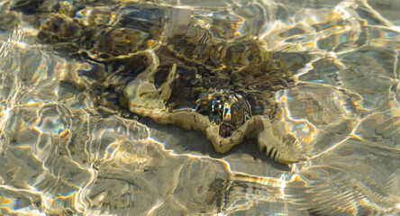 The snowflake moray (Echidna nebulosa) also known as the clouded moray.