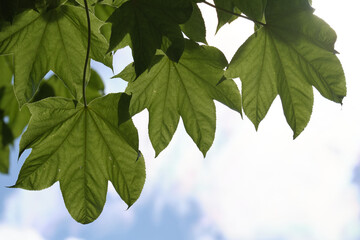 光を浴びて透ける葉（Leaves that are transparent in the light）