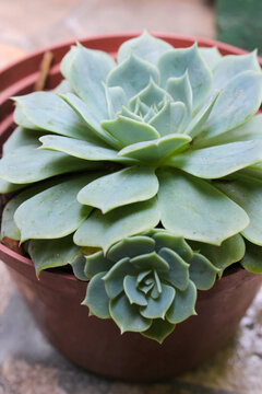 vazo de planta suculenta