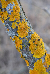 Parmelia sulcata, Xanthoria parietina.Lichen control in trees and prevention measures
