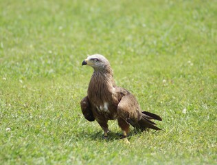 eagle in the zoo