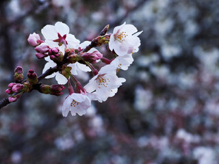 Tokyo,Japan-March 26, 2021: Closeup of Sakura Cherry blossoms in full bloom at dawn
