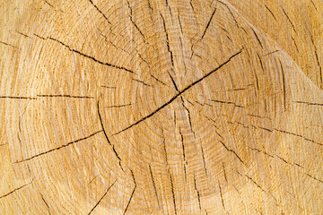 Fototapeta premium closed-up wood background, textured surface 