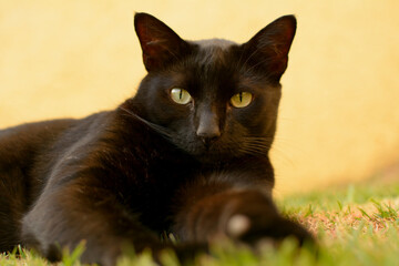 Big fat black cat lying on the grass during a summer day looking at the camera