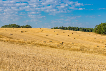 Belorussian meadows at the harvest time, Belarus