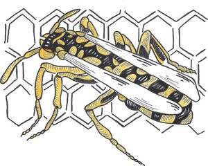 Nido di vespe murales Roma