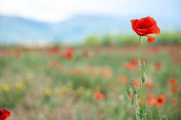 a large glade of red poppies in sunny weather with mountains in the background